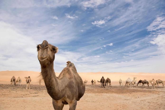 Camellos en el desierto de Abu Dhabi.