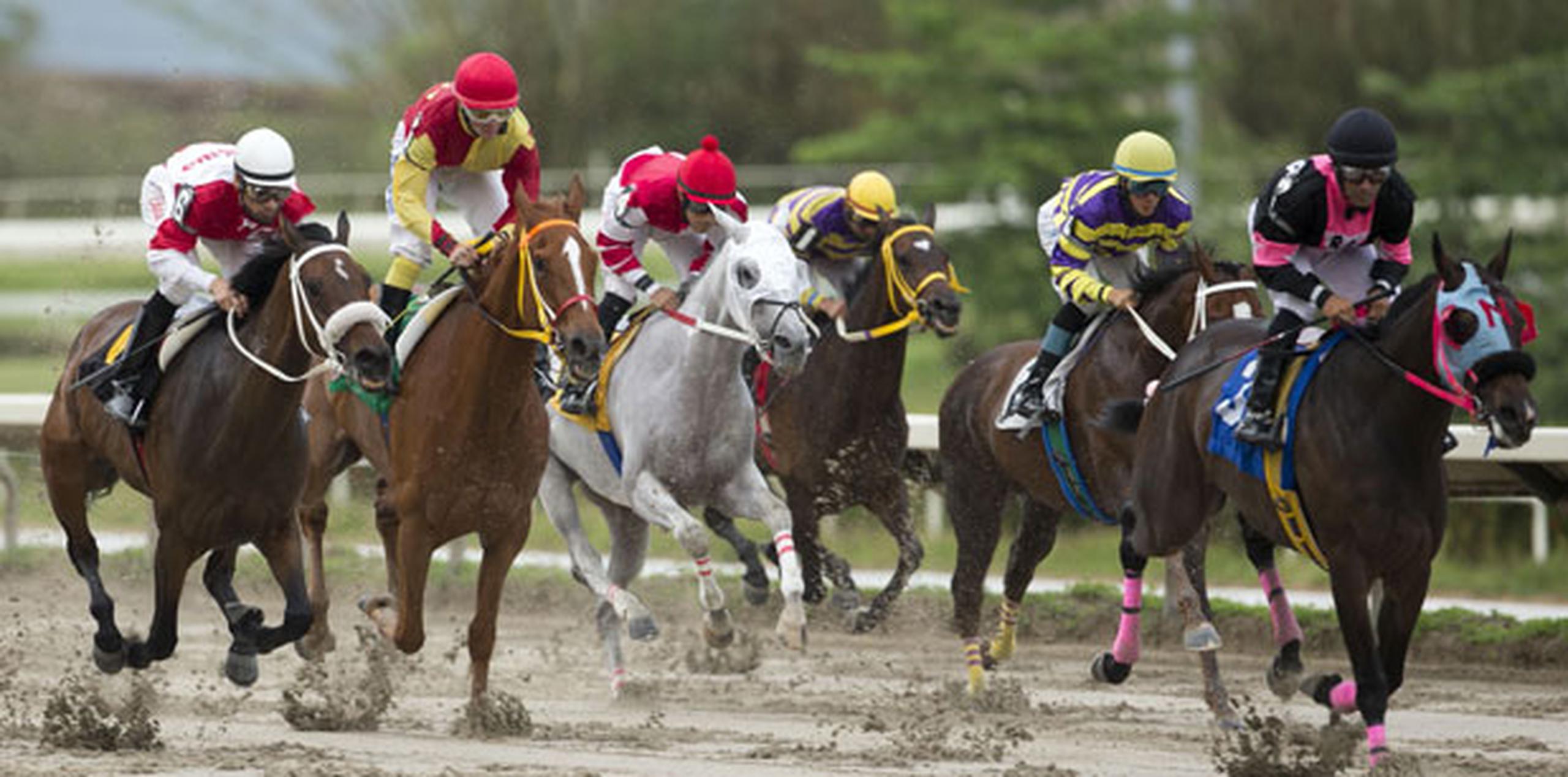 Orejitas hípicas: favorita Garantía en la cuarta carrera - Primera Hora