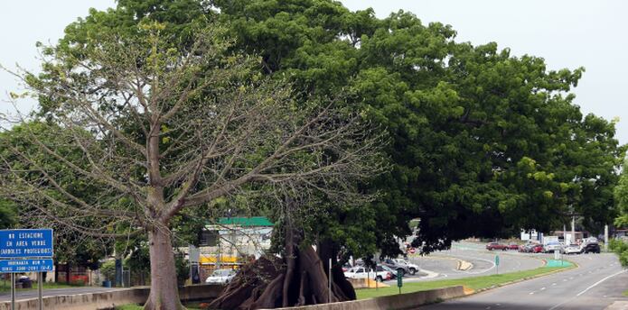 La Ceiba Del Camino Primera Hora