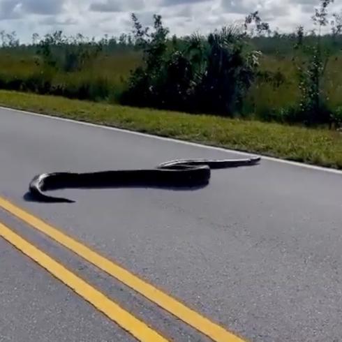 Inmensa pitón de 15 pies en Florida