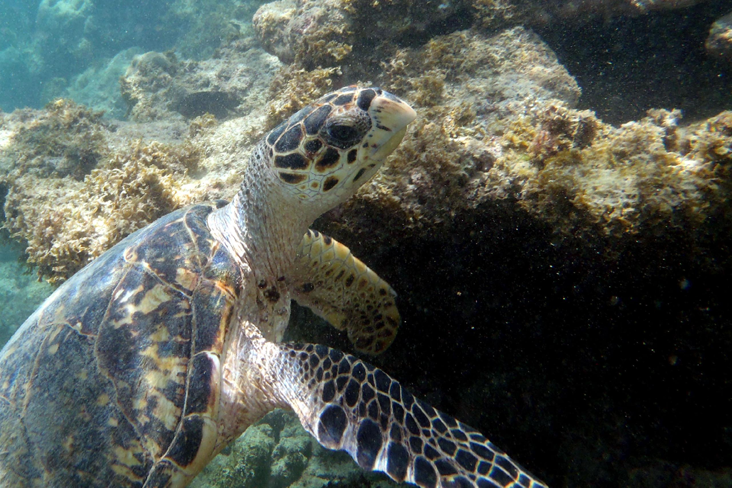 ATMAR contabilizó en su censo de nidos de tortugas marinas durante la temporada de 2023 que hay 735 tortugas carey en Puerto Rico.