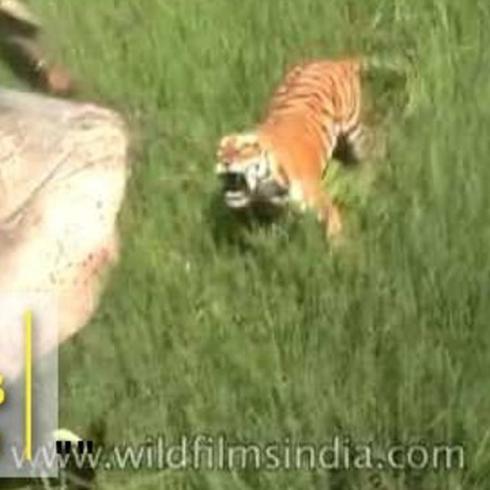 Ese aterrador momento en el que un tigre ataca a un hombre montado en un elefante 