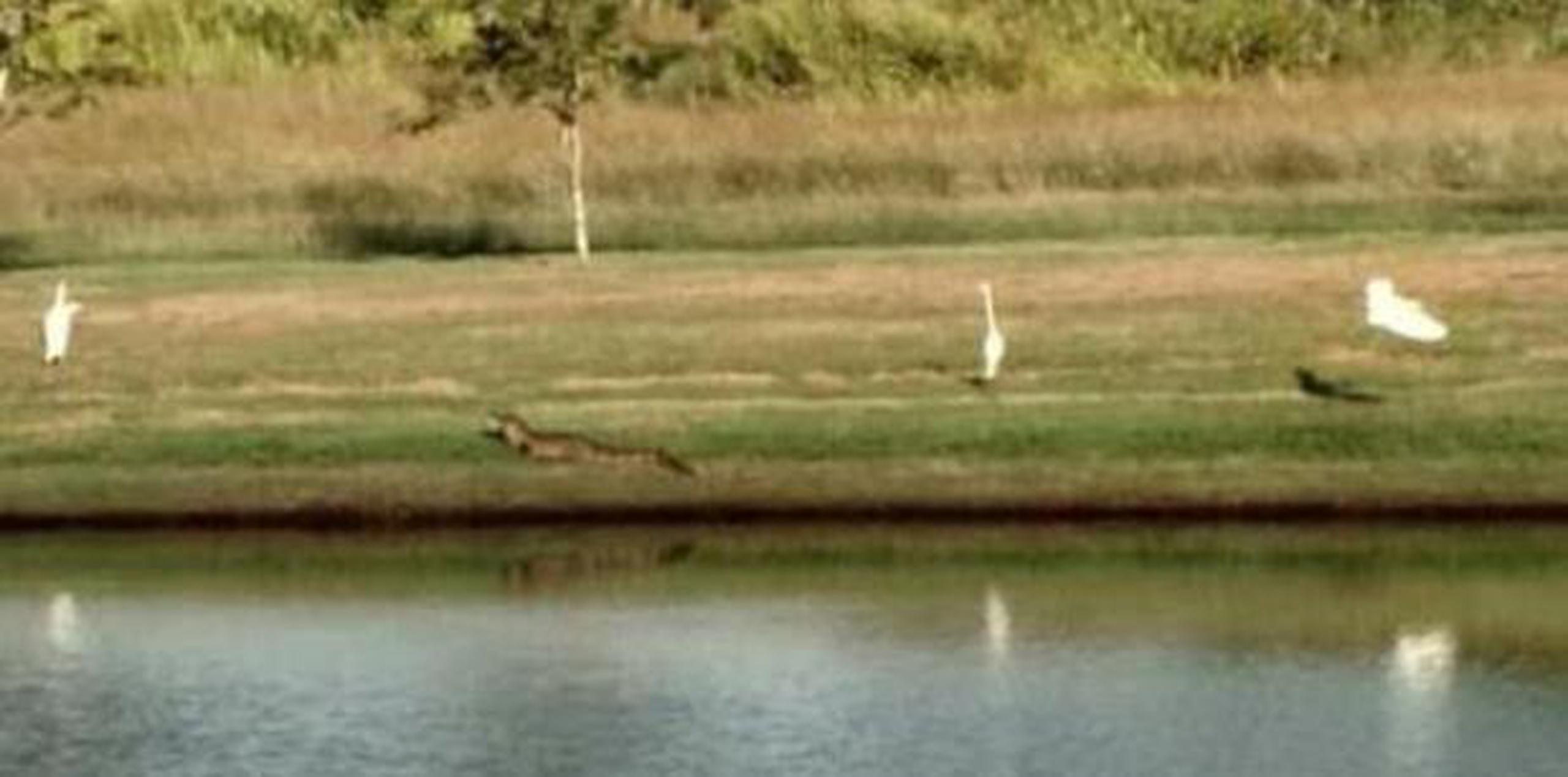 Caimanes aterran familia en Cabo Rojo Primera Hora