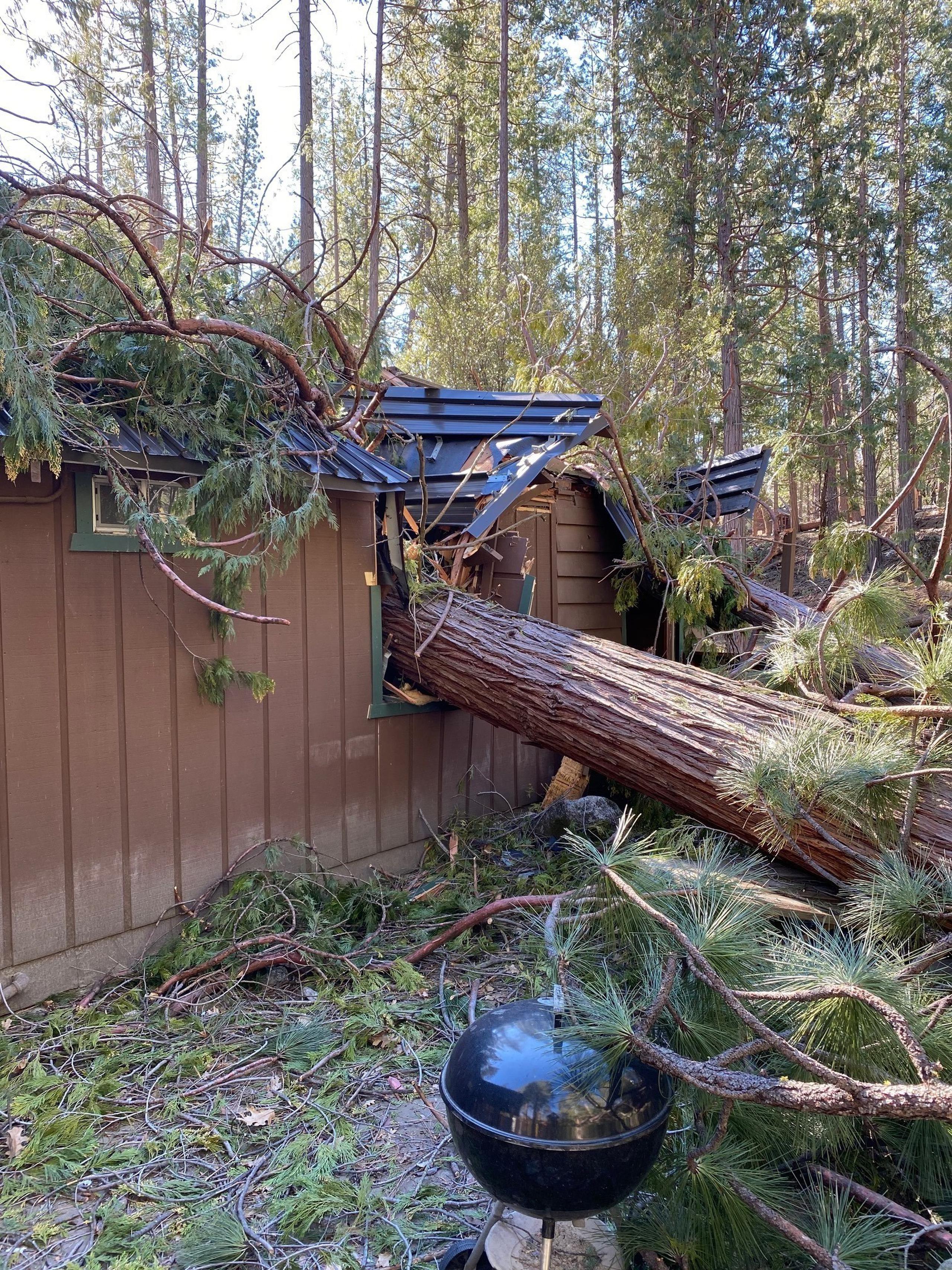 Un cedro derribado por fuertes vientos sobre una casa en Wawona.