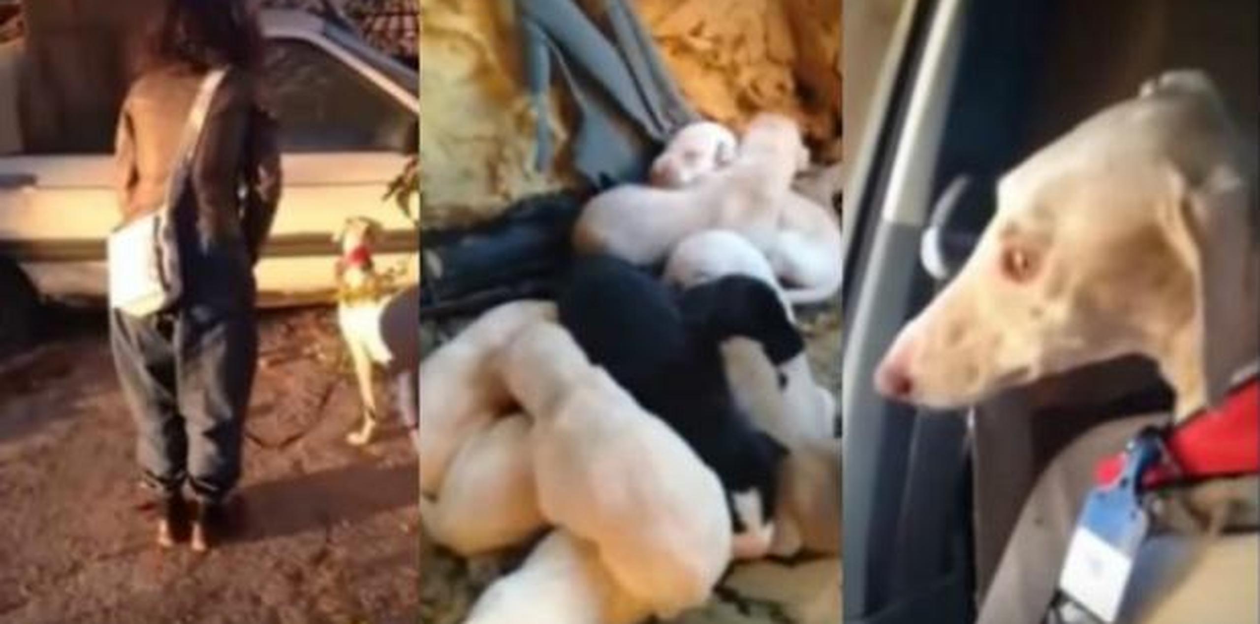 La perrita callejera, a pesar de su mal estado de salud, fue a proteger a sus cachorros. (Captura / YouTube)