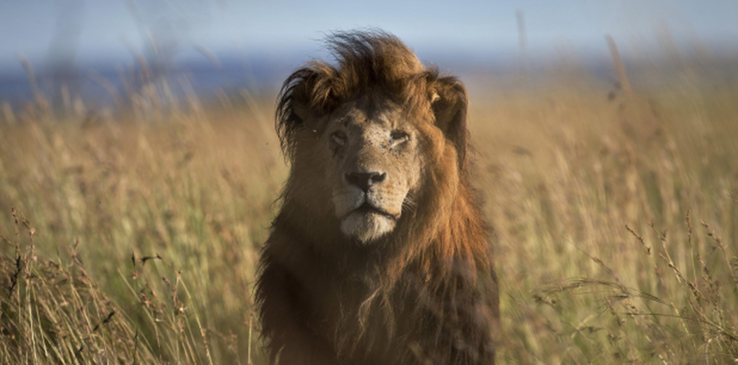 El león atacante, Nxaha, lleva un collar instalado por investigadores y posteriormente se decidirá el destino del animal. (AP)