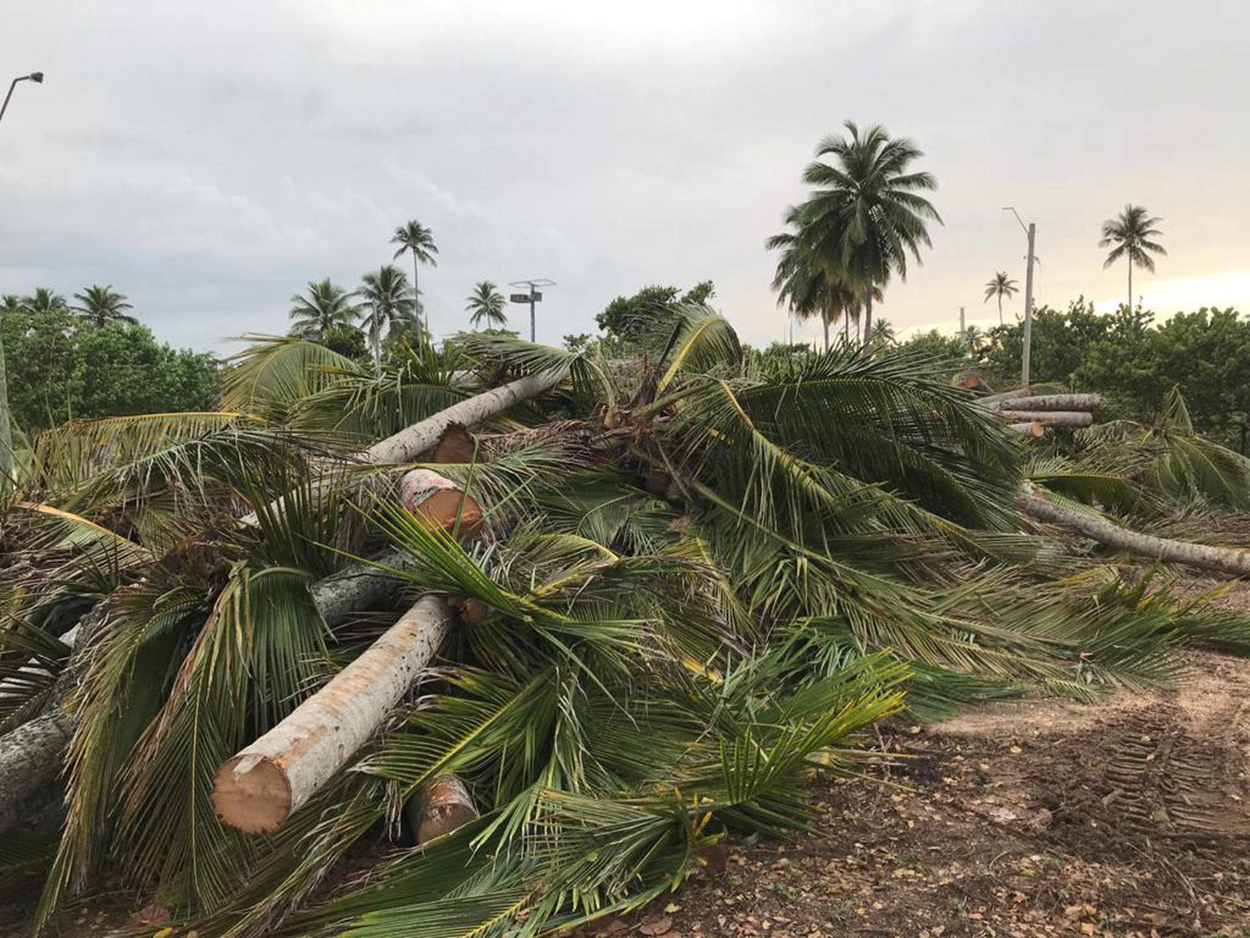 Vecinos del área de Cerro Gordo, usuarios del balneario y las instalaciones deportivas, así como el municipio de Vega Alta, demandaron por la tala indiscriminada de árboles y palmas.