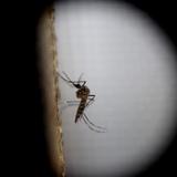 ¡Importante! El Zika no es juego