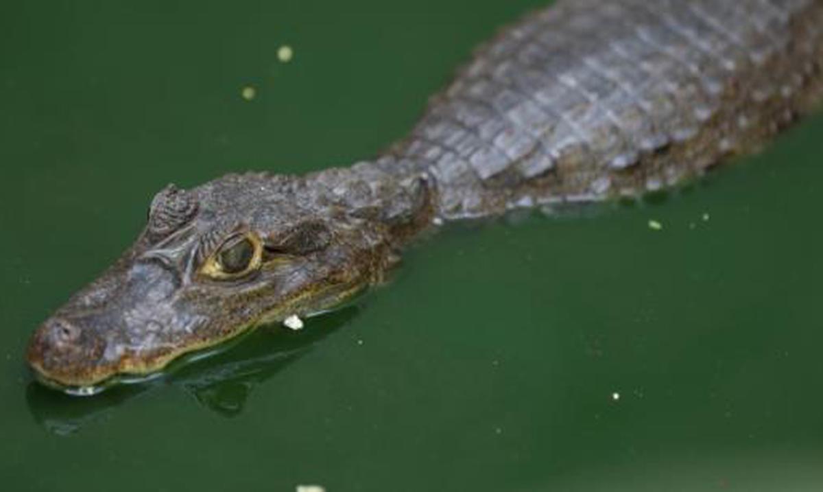Vecinos de Vega Baja viven entre caimanes Primera Hora
