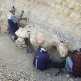 Fósil hallado en Perú sería el animal más pesado del mundo