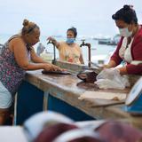 Galápagos es ejemplo mundial de desarrollo de sistemas de alimentos de mar 