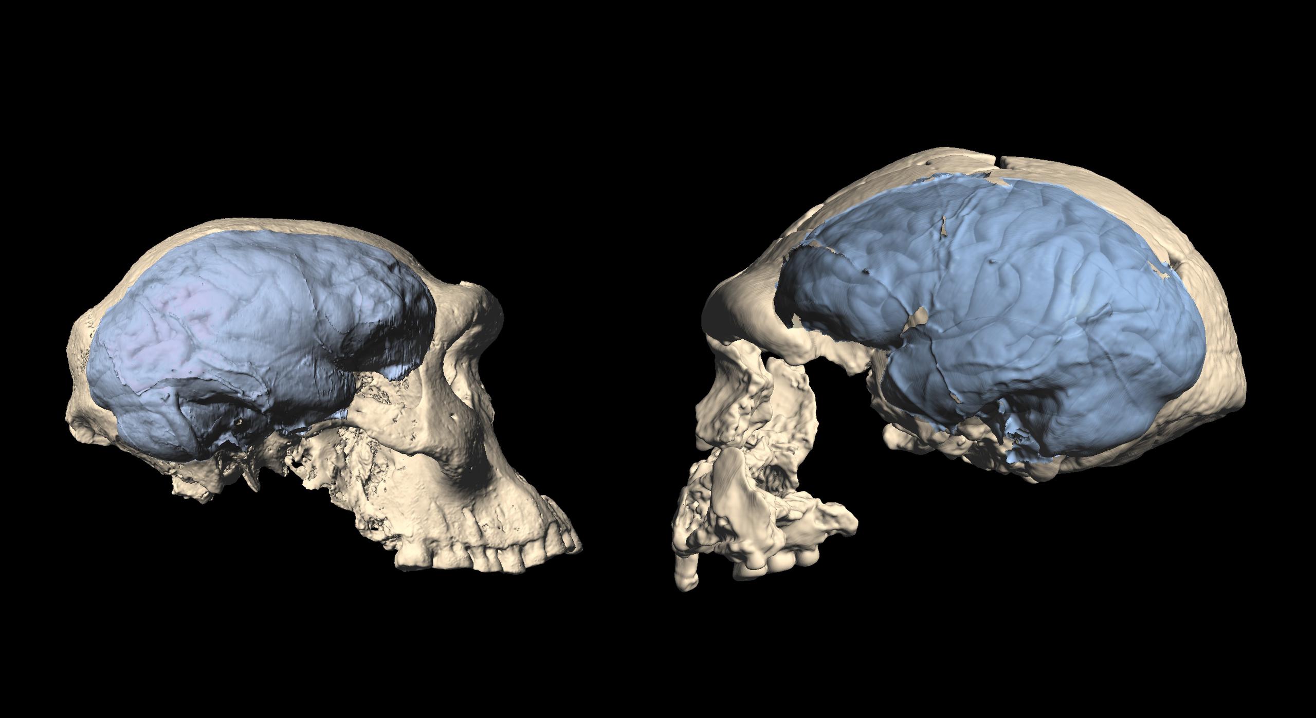 Cráneos de los primeros Homo de Dmanisi, con un cerebro similar al de los simios (izquierda), y de Indonesia, con un cerebro similar al de los humanos (derecha).