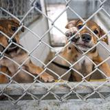 Realizarán 3K canino a beneficio del Centro de Protección y Adopción de Animales