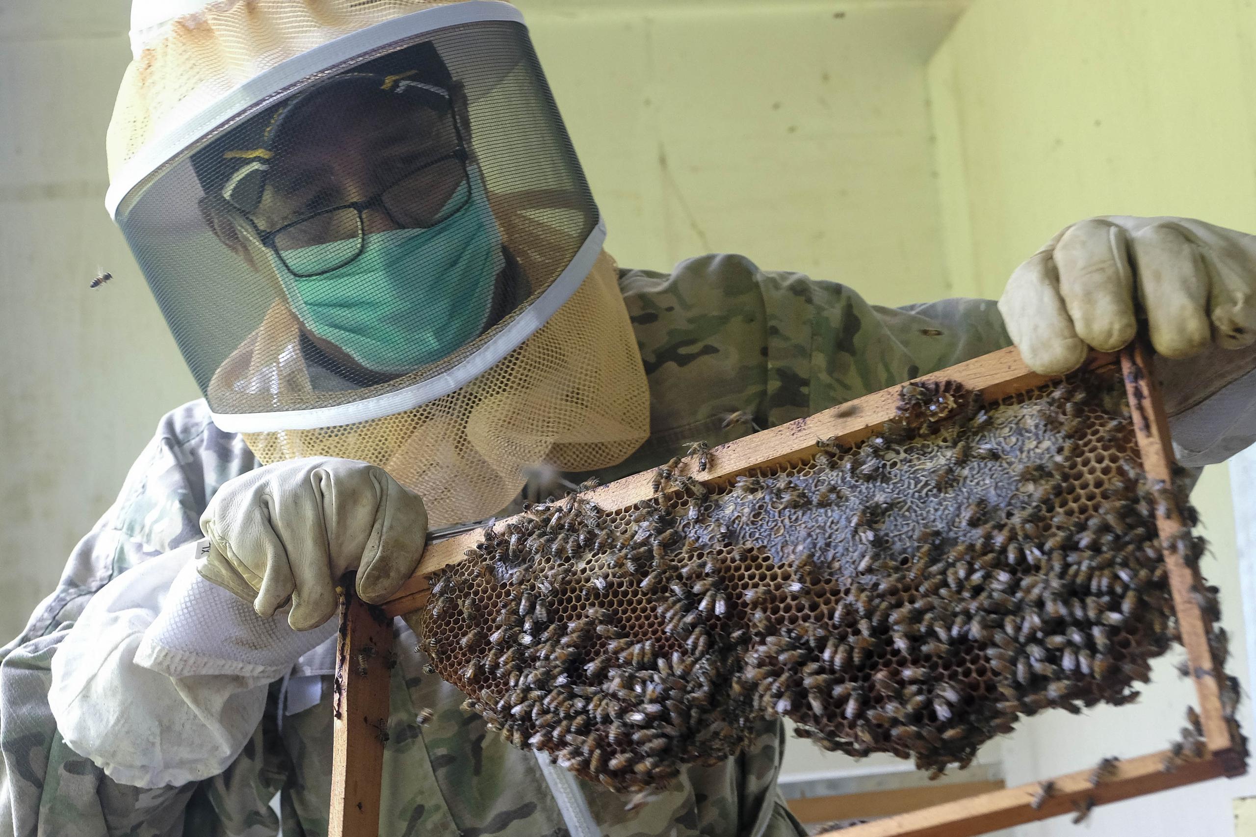 El apicultor Hermes Conde explica que este año se perfila como el del más grande colapso de abejas en Puerto Rico, pues prácticamente "aquí no hubo primavera", lo que limitó el florecimiento de las plantas y, por ende, la polinización.