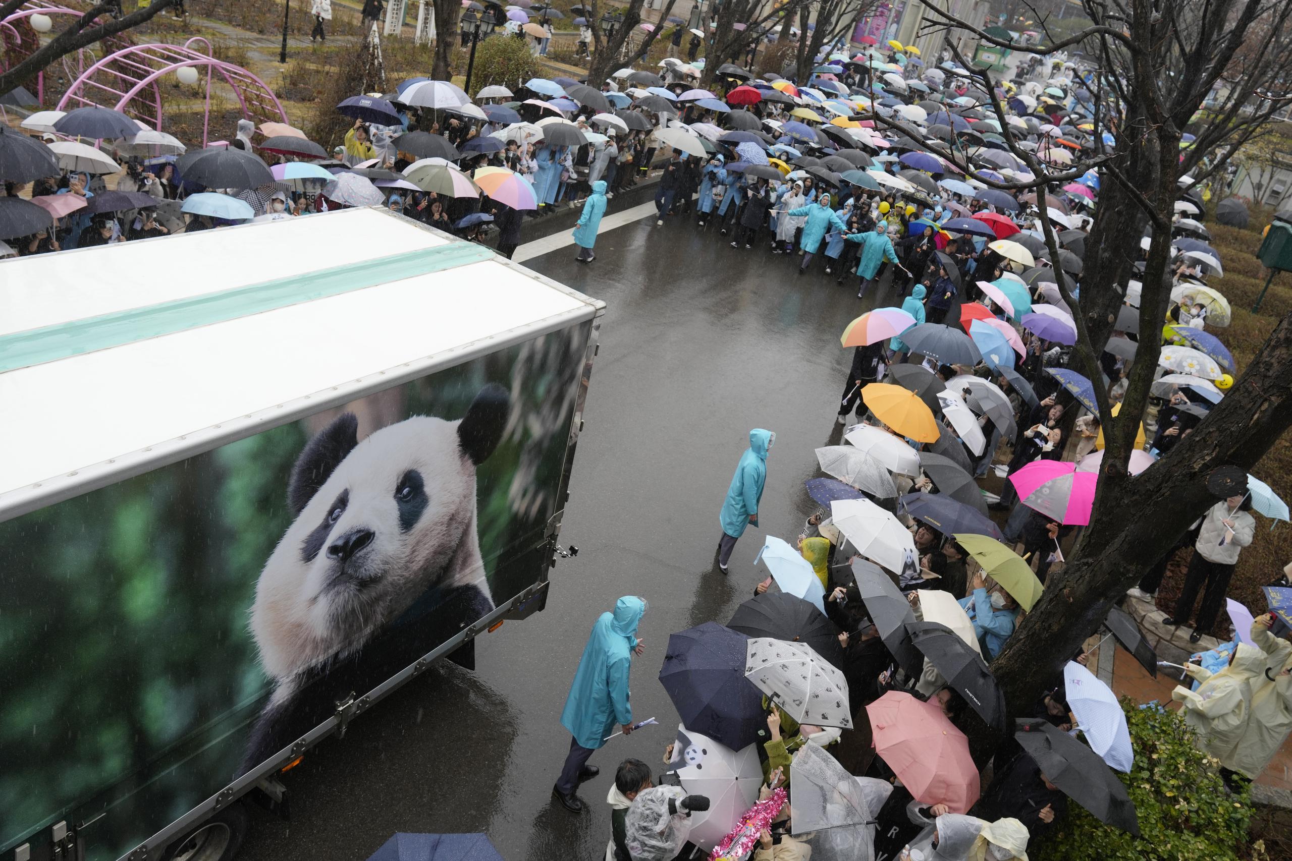 Un vehículo que transporta a Fu Bao, la primera panda gigante nacida en Corea del Sur, llega a una ceremonia de despedida antes de ser trasladada al aeropuerto rumbo a China, en el parque de diversiones Everland en Yongin, Corea del Sur, el miércoles 3 de abril de 2024. (AP Foto/Lee Jin-man)