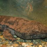 Japón halla ejemplares del anfibio más grande del mundo