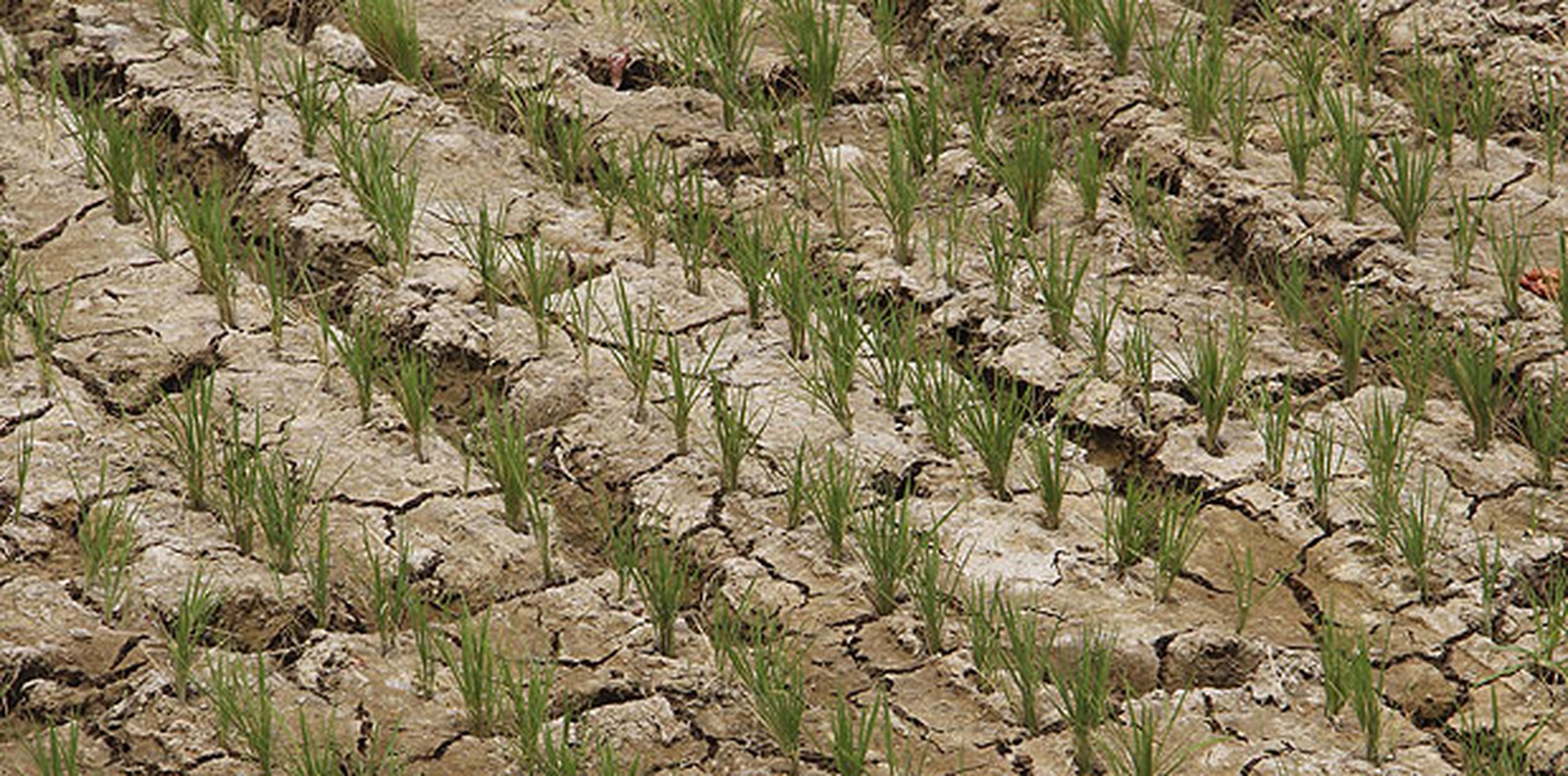Las grietas de la tierra seca destacan en algunos campos resecos. (EFE/Gaspar Ruiz-Canela)