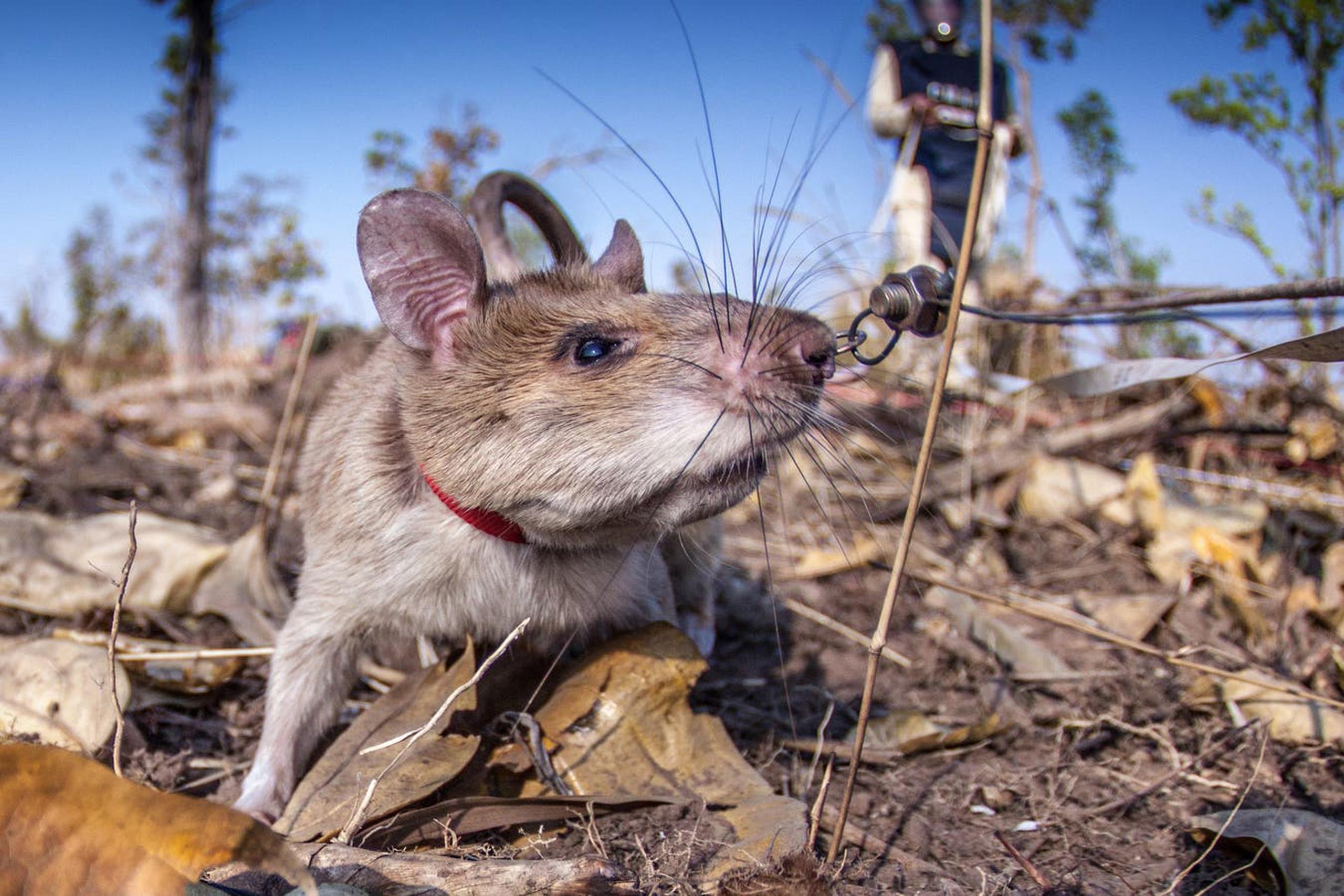 Las ratas de la especie Cricetomys ansorgei pueden detectar tuberculosis y minas antipersonales.