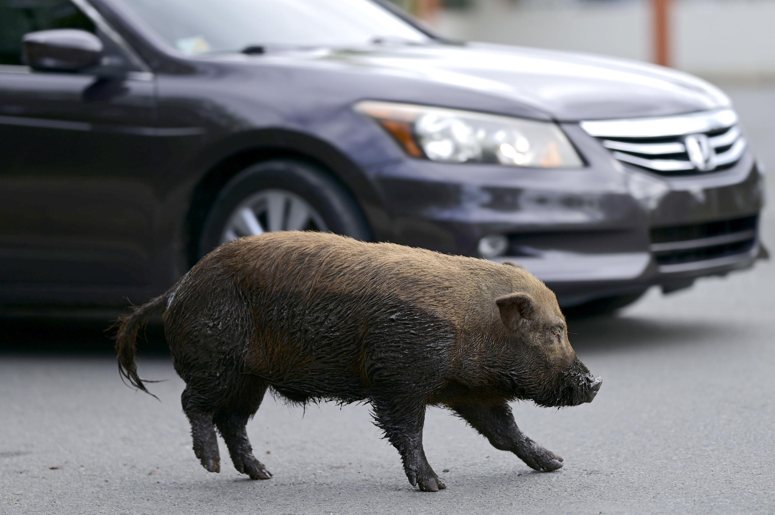 Un cerdo vietnamita cruza una calle en la comunidad de Cantera.