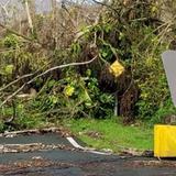 A estudiar el cambio climático en El Yunque tras Irma y María