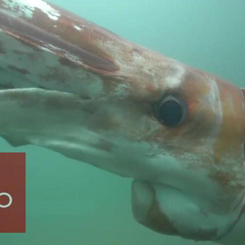 Calamar gigante aparece sorpresivamente en Japón