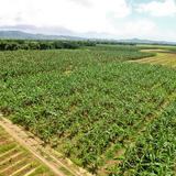 Mañana vence plazo para asegurar cultivos perennes con la Corporación de Seguros Agrícolas