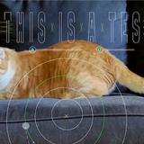 ¡Miau! Con video desde el espacio: el gato más famoso en la Tierra