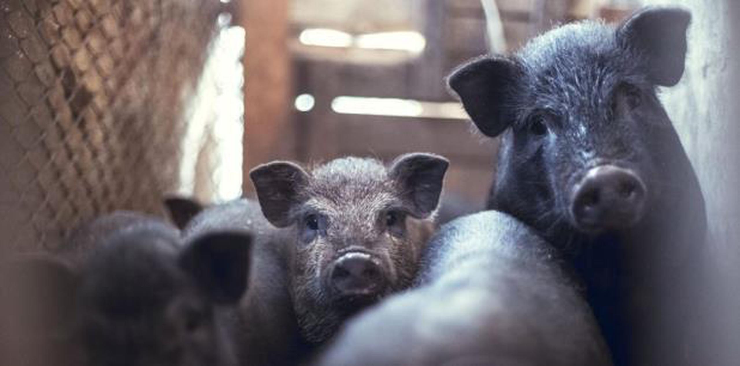 Aunque no hay un estimado de cuántos individuos hay en la Isla, lo cierto es que “han ido aumentando las querellas y reportes de avistamientos y de problemas con los cerdos (vietnamitas)”. (Shutetrstock)