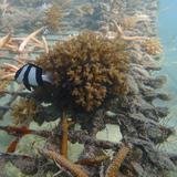 Corales muertos y mareas extremas en Samoa: la crisis climática en una isla del Pacífico