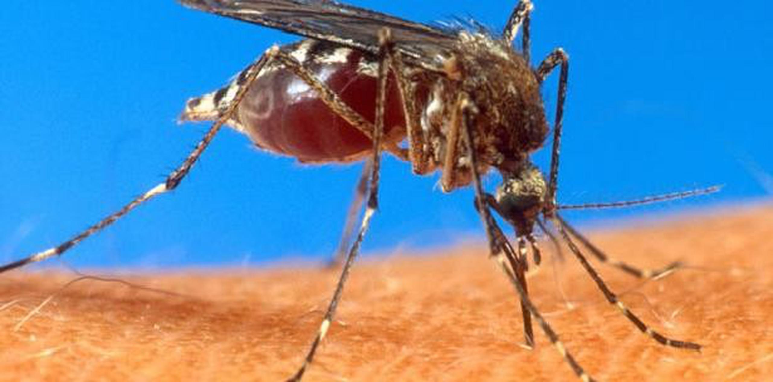 El chikungunya es una enfermedad vírica transmitida al ser humano por mosquitos notificada por vez primera en el sur de Tanzania en 1952. (Archivo)