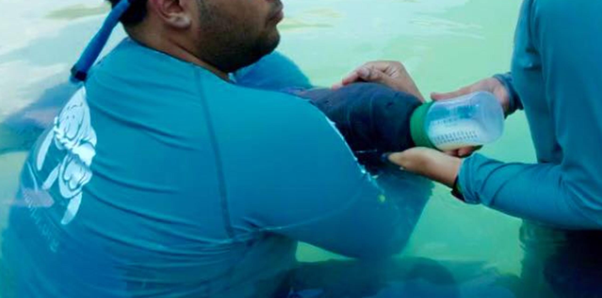 Bebé manatí recibe visita de su "padrino" surfista Primera Hora