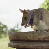 Se jubila Magawa: una rata que estuvo cinco años olfateando minas sin detonar en Camboya