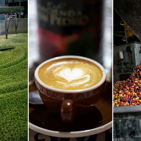 “De la mata a la taza”: así preparan café en Hacienda San Pedro