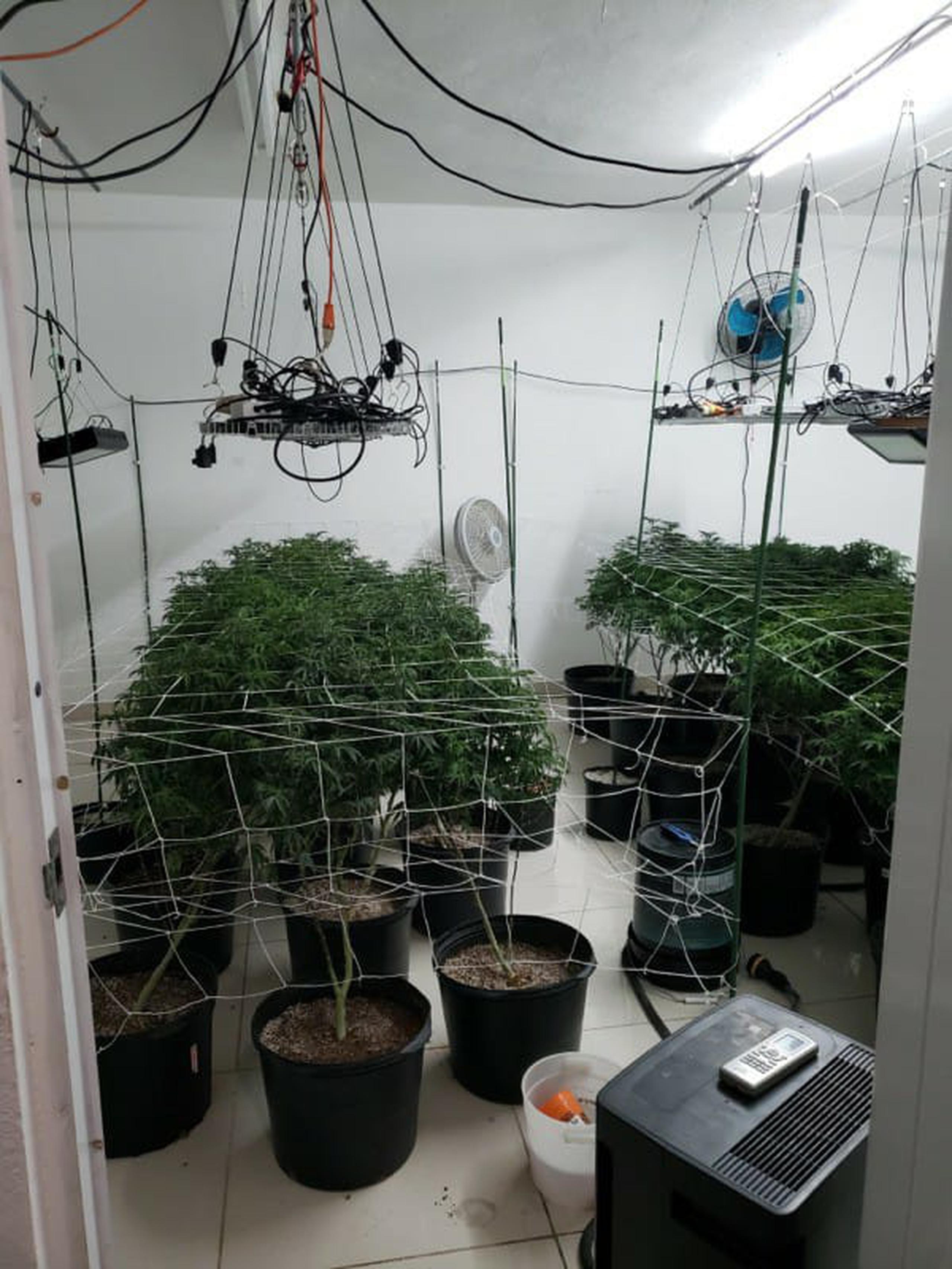 En una residencia de la urbanización Santa Juanita en Bayamón se incautó un invernadero con 69 plantas de marihuana y 3 libras adicionales.