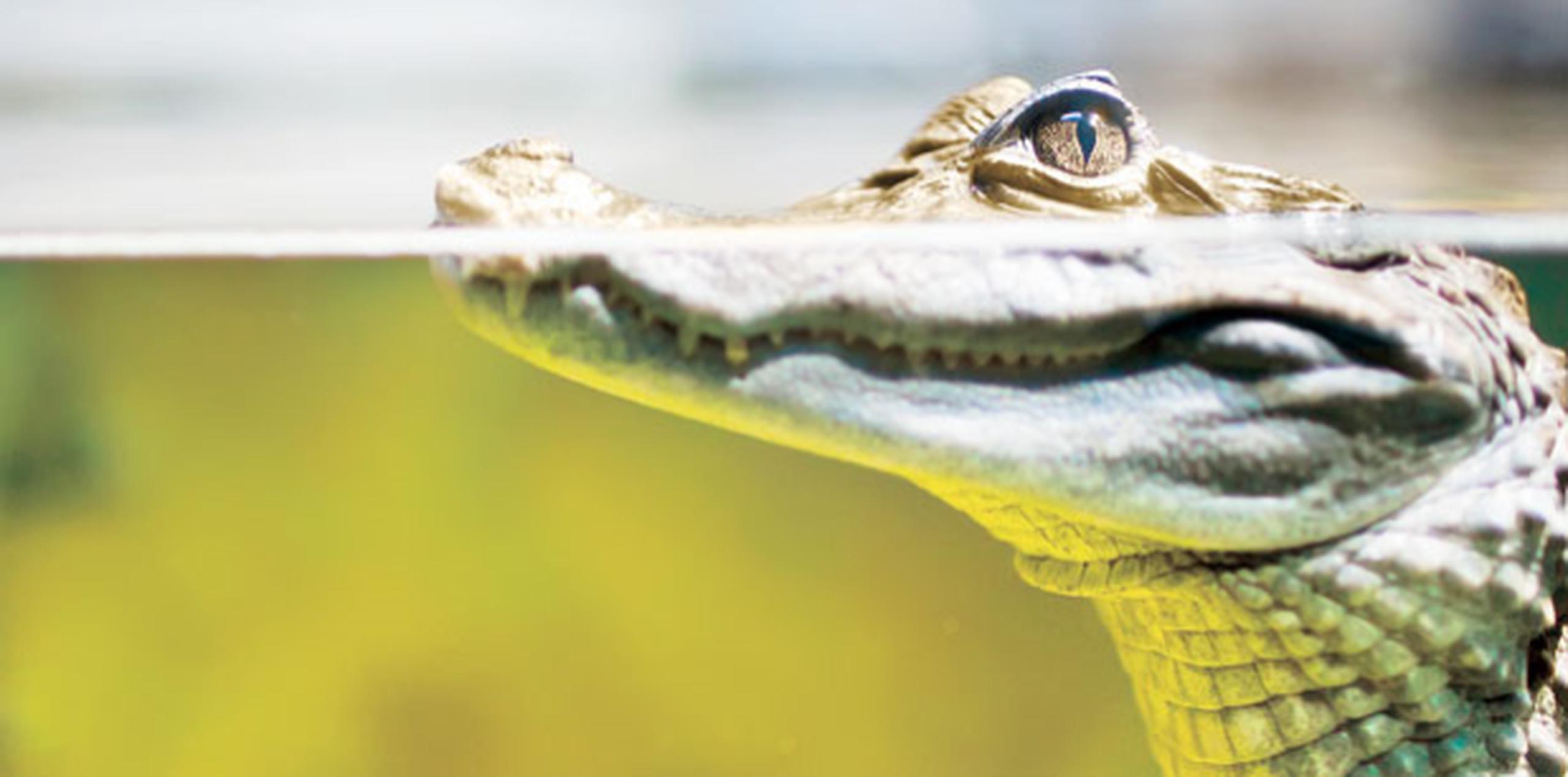 La población de caimanes de Florida se mantiene estable y se calcula en 1.3 millones de animales. (Archivo)