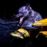 Niño muere días después de ser mordido por murciélago en México