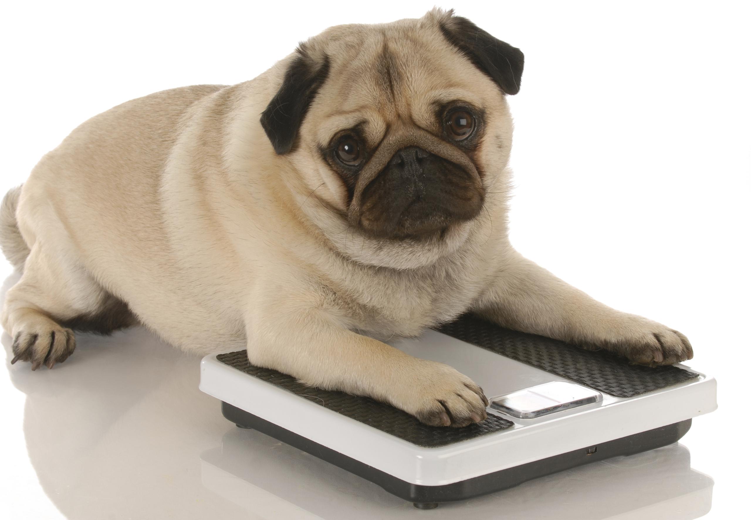 Entre las posibles causas para el sobrepeso se encuentra la falta de actividad física y la ingesta de comida casera o sobras que no suplen las necesidades energéticas de las mascotas.