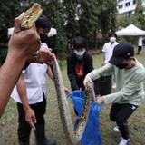 Seminario para aprender a atrapar serpientes en Bangkok 