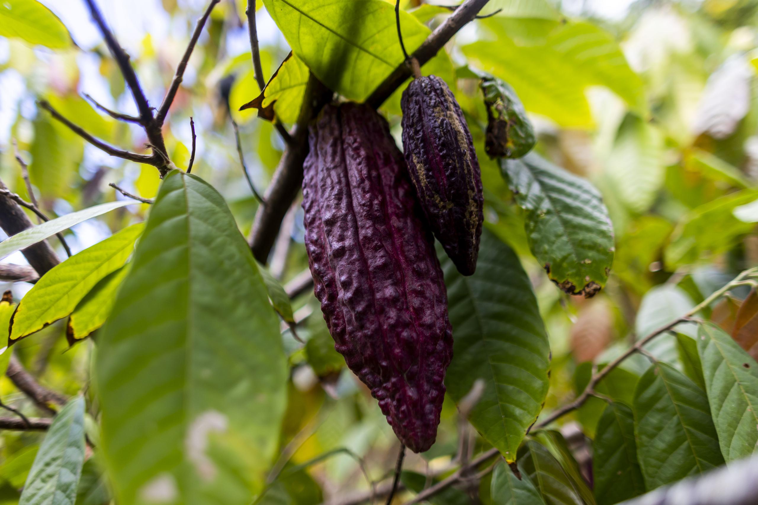 Actualmente, la PruVite cuenta con 528 árboles de cacao, de los que 70 ya están en producción y la finca está abierta para recorridos guiados. 