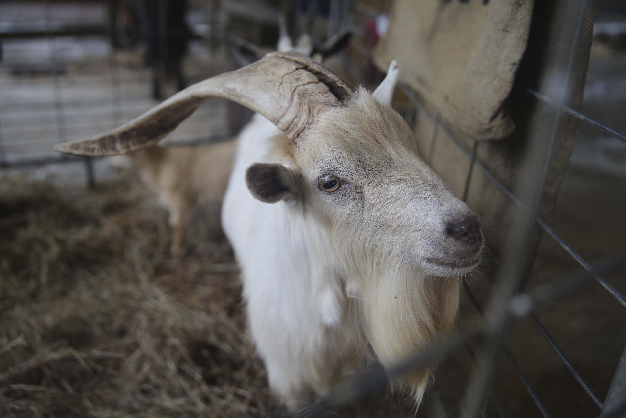 Funcionarios de Salem dijeron que el proyecto piloto de la ciudad de emplear cabras para eliminar especies invasivas de plantas cuesta casi cinco veces más que la utilización de métodos convencionales. (Archivo / GFR Media)