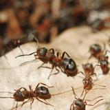 ¿Sabías que las hormigas pueden oler las células cancerígenas?