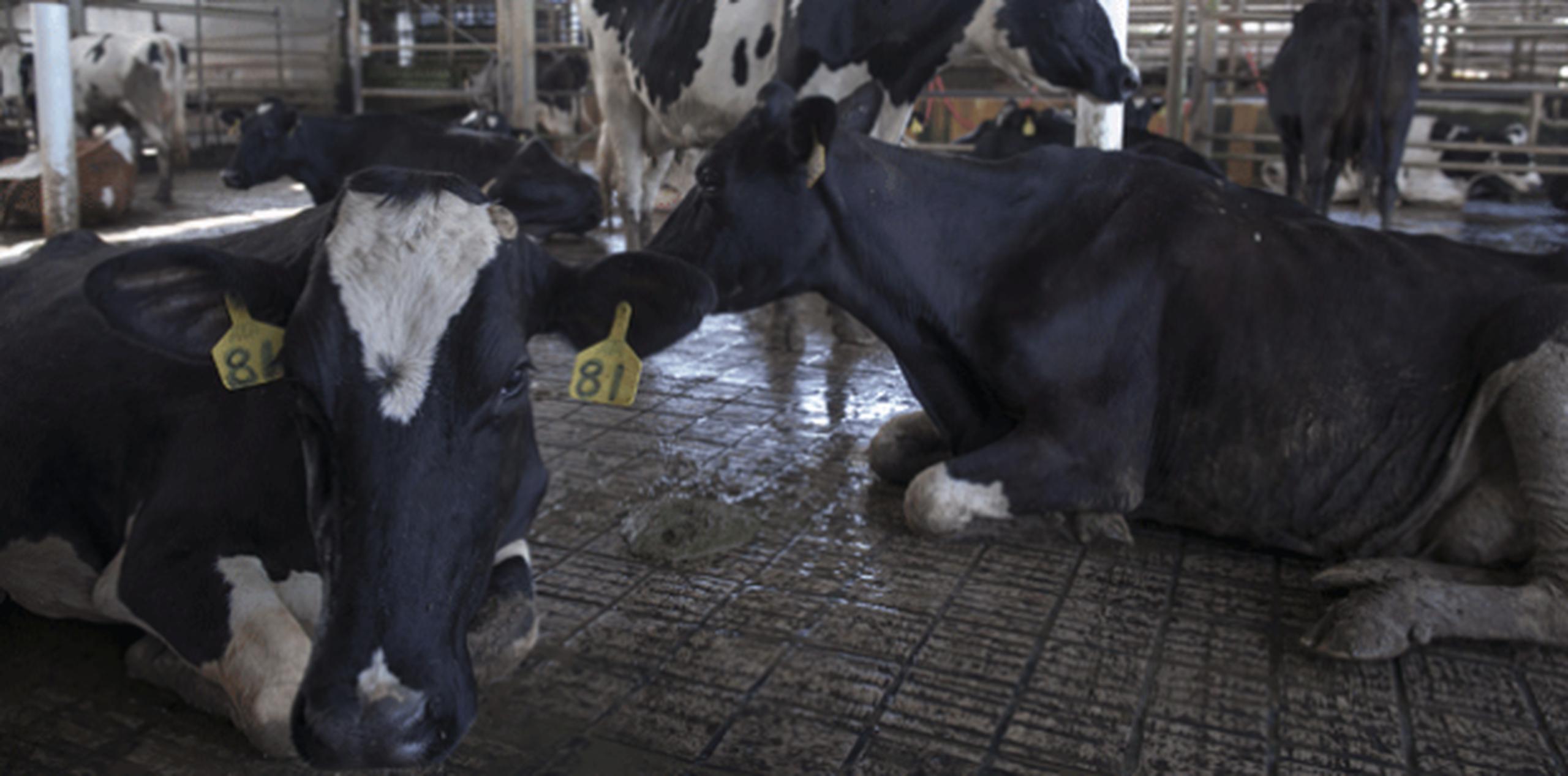 Las enmiendas se harían por medio de los Proyectos de la Cámara 512 y 790, que sugieren administrar en el animal un bolo intraruminario. (Para El Norte / Alvin J. Báez)