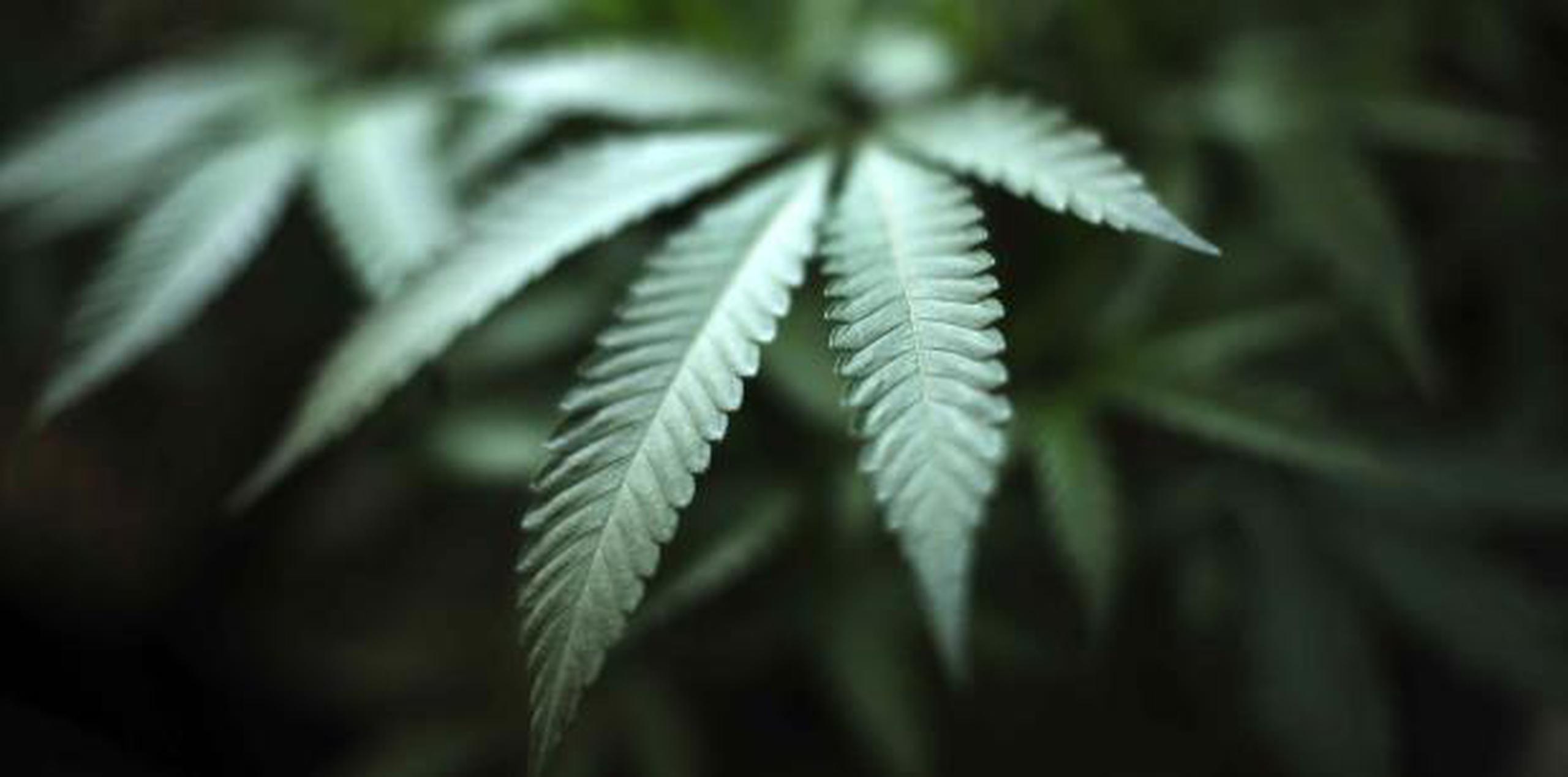 Unos tres millones de dólares serán invertidos para la pesquisa sobre la marihuana. (AP / Richard Vogel)