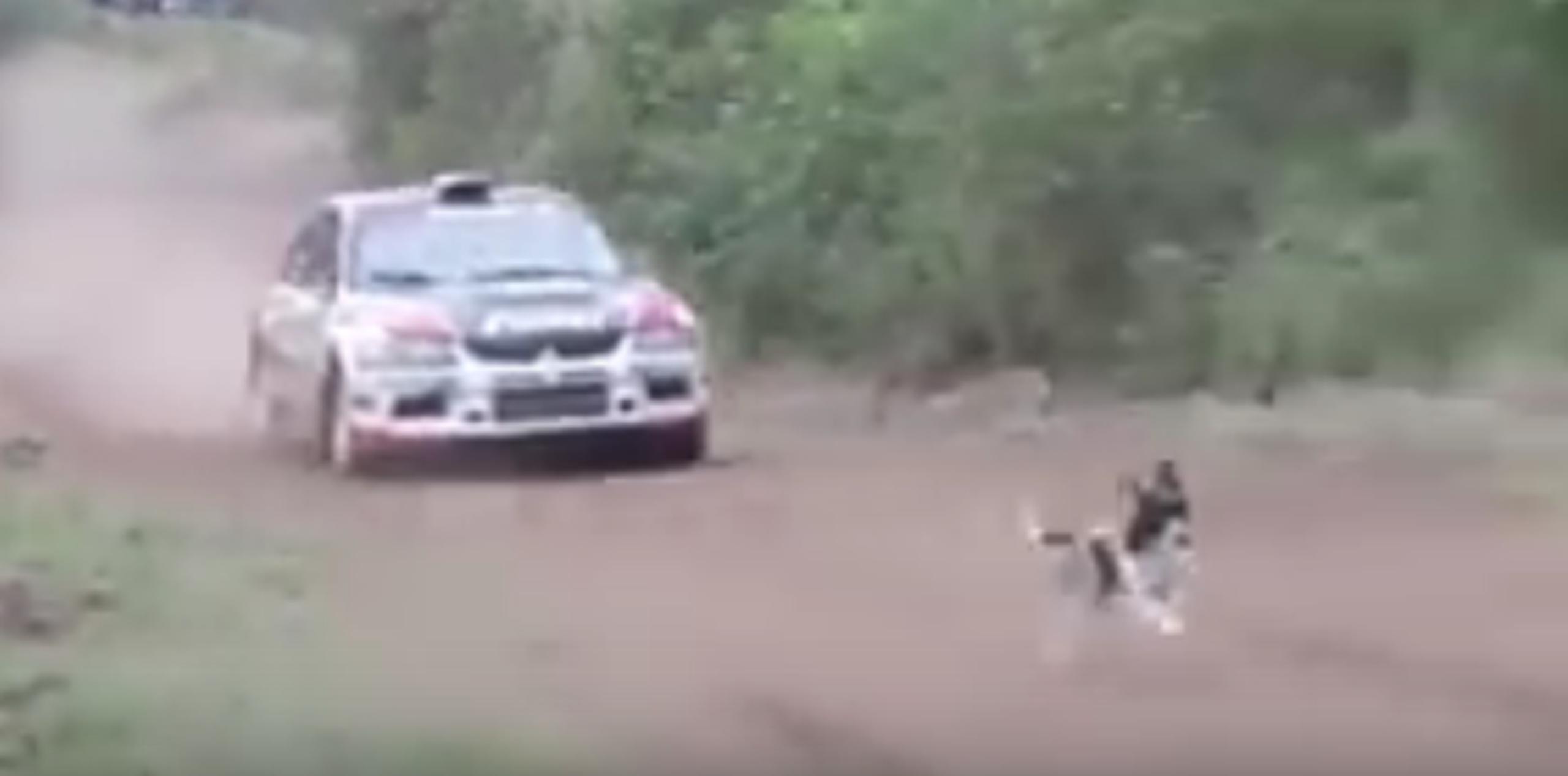 El animal se salvó milagrosamente, pues el auto logró pasar por encima de él. (YouTube)