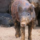 El USDA emite alerta sobre peligro de los cerdos salvajes en Puerto Rico