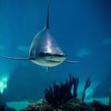 Menor es mordido en la cara por tiburón mientras pescaba langostas en Florida 