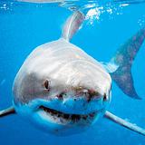 Tiburón blanco mata a un surfista en Australia