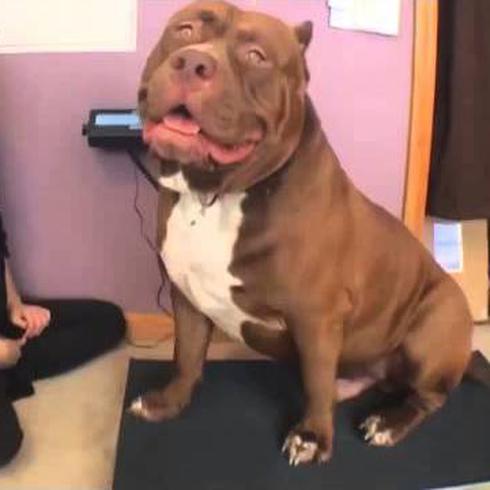 Conoce a este enorme perro Pitbull 