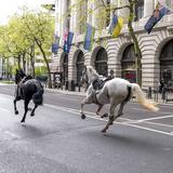 Cinco caballos militares se escapan por el centro de Londres