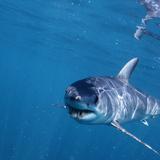 Tiburones muerden a un niño de 12 años y a un hombre en playa de Florida